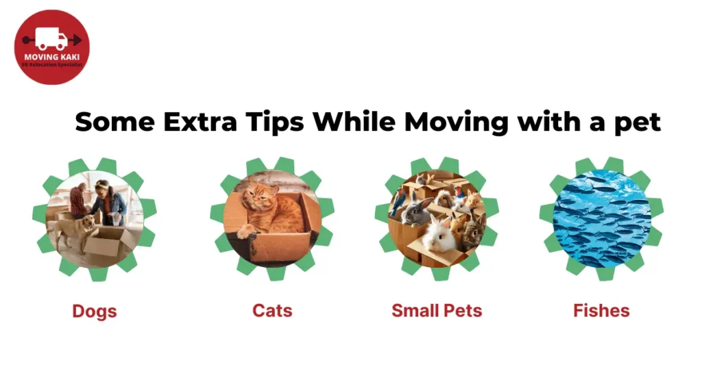 Some Extra Tips While moving with a pet